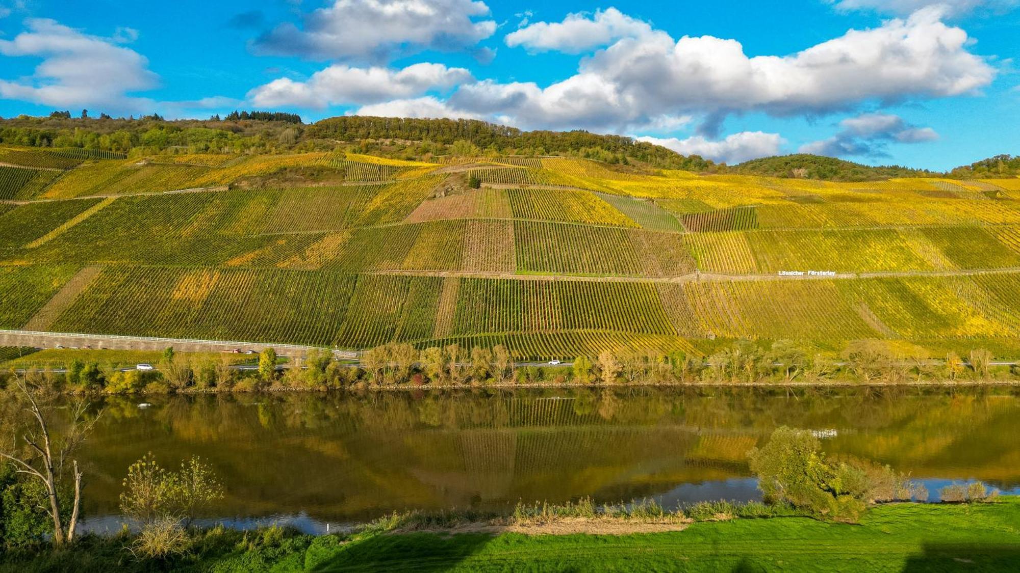 Moselappartements By Weingut Marco Adamy Lösnich Dış mekan fotoğraf